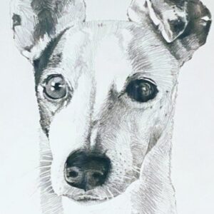 Bandit, pencil on paper, 12x14