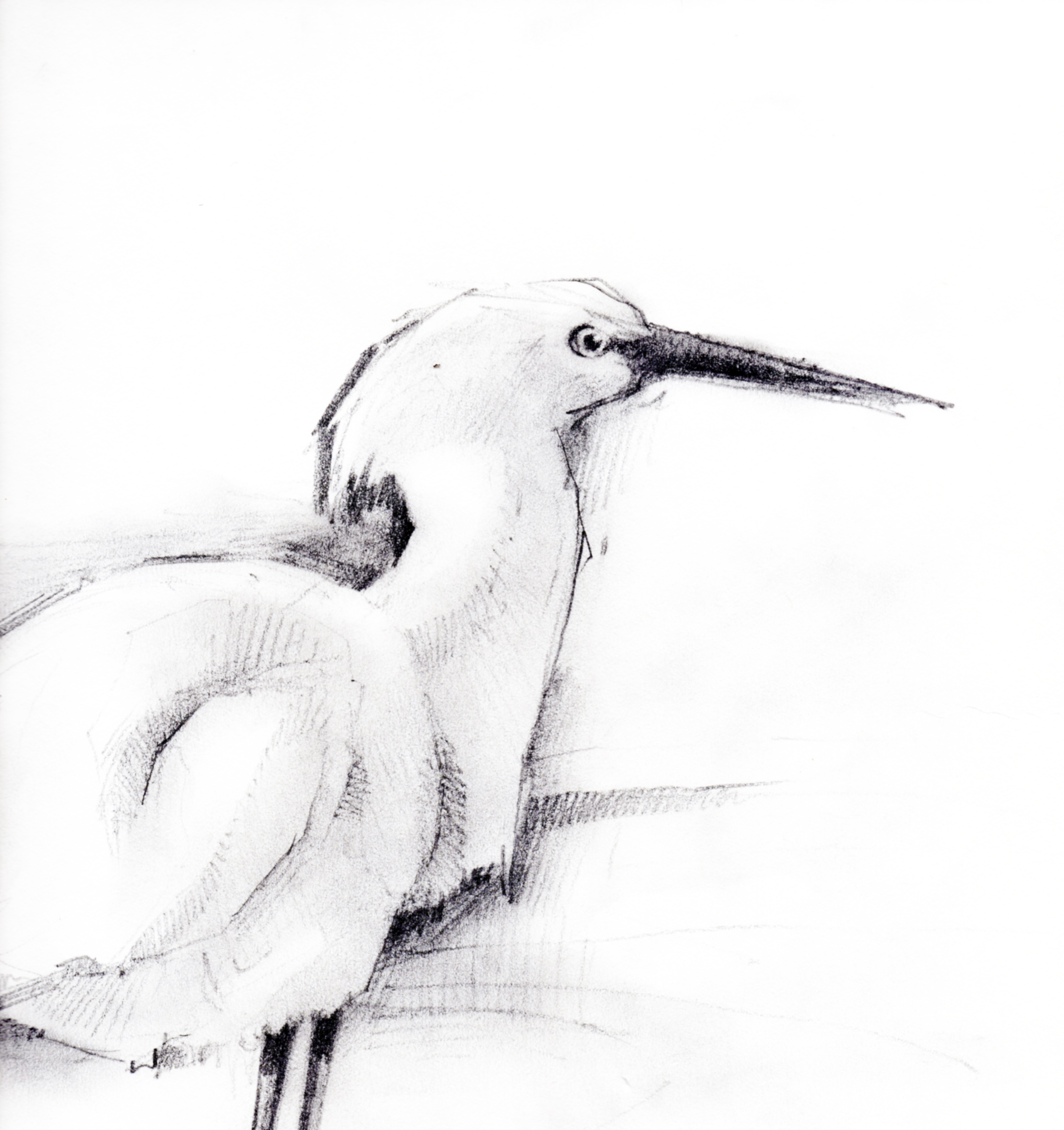 Naples, Florida Egret