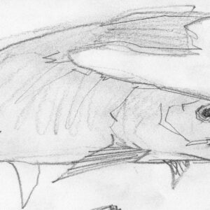 Muskie