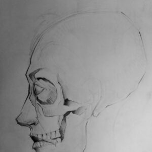 Skull Study, pencil, 8x10